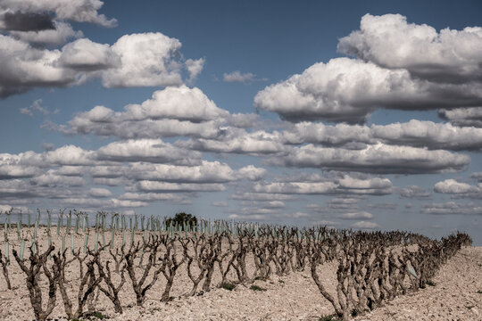 Landscape with vineyards in spring in the designation of origin area of Ribera del Duero wines in Spain