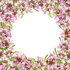 Fototapeta na wymiar Watercolor drawing of broadleaf thyme isolated on white background. Blooming flowers are collected in a frame. Fragrant kitchen herbs for herbal tea. Mediterranean cuisine ingredients