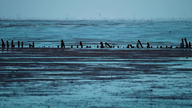 A gloomy landscape in the coastal Denmark. Low tide reveals swampy shore. Parallax video.