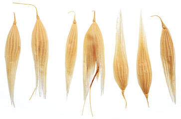 Dry oat plant florets isolated on white background. Macro shoot.