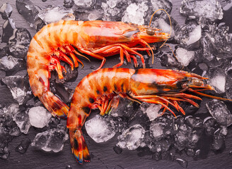 Fresh chilled striped prawns or tiger prawns on a gray background between ice cubes.