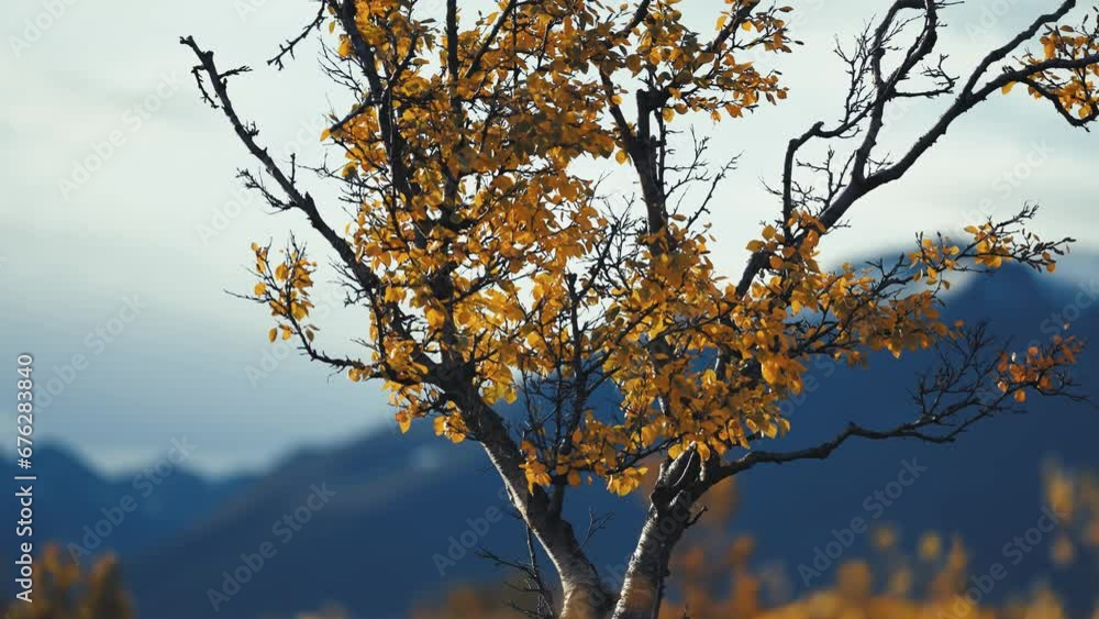 Poster twisted branches of birch tree with yellow leaves in the autumn tundra. sow-motion parallax shot, bo