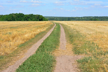 Fototapeta na wymiar country road in the wheat field with forest on background copy space 