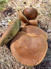 Świeże grzyby © Joanna