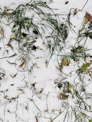 Fallen leaves covered in first snow