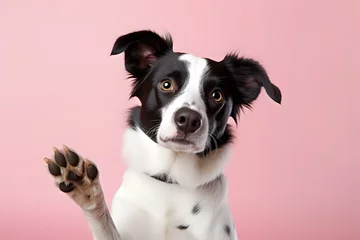 Fototapeten Border Collie dog waving raised paw in front of pink studio background © Firn