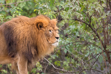lion in the clearing a portrait

