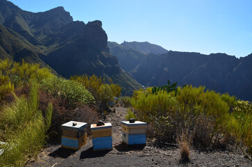 Apiary.Bee hives in a mountain meadow of Masca village,Tenerife,Canary Islands,Spain.