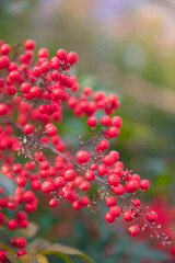 Close-up Nandina domestica fruit, berries