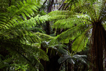 Alsophila tricolor (Cyathea dealbata,) silver fern, silver tree-fern, ponga or punga 