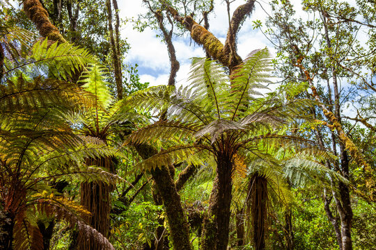 Alsophila tricolor (Cyathea dealbata,) silver fern, silver tree-fern, ponga or punga 