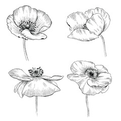 Set of  poppy flowers. Wildflowers on a white background.  Vector illustration in line art style
