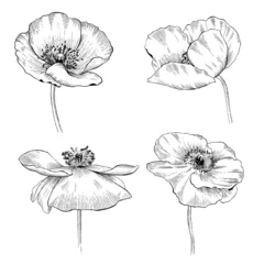 Foto op Plexiglas Set of  poppy flowers. Wildflowers on a white background.  Vector illustration in line art style  © Sabina Schaaf
