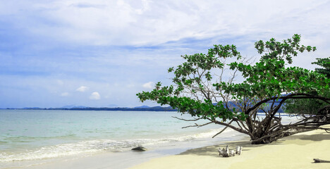 Trees on sand beach with blue sky on sea background