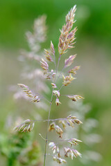 Yorkshire Fog grass, Holcus lanata