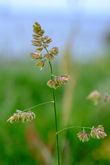 Cocksfoot, Dactylis glomerata