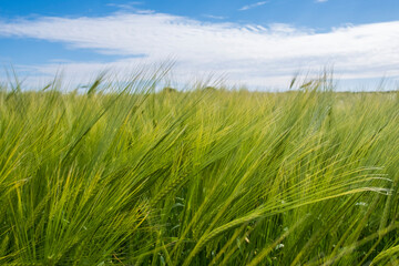 Field of Barley beneath blue skies on a farm in Devon, UK