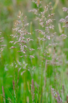 Yorkshire Fog grass, Holcus lanata