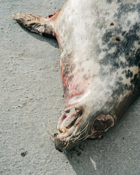 Strong and very emotional image with a dead baby earless seal washed up on the rocky beach