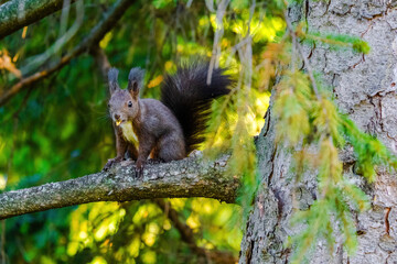 Naklejka na ściany i meble cute young squirrel portrait on tree at park, wildlife