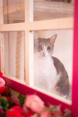 cute white and gray cat looking through a small decorated window
