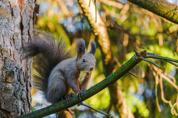 cute young squirrel portrait on tree at park, wildlife