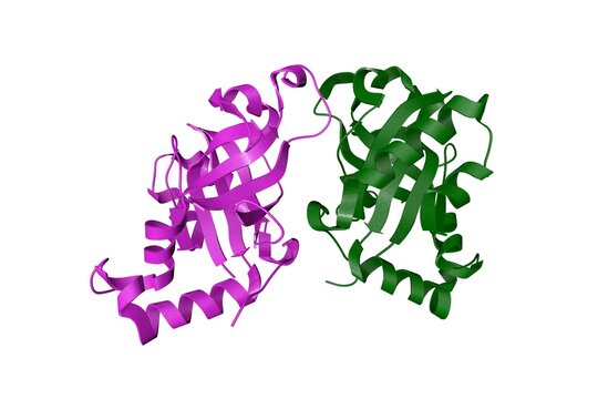 Kaposi's sarcoma-associated herpesvirus protease in complex with allosteric inhibitor. Ribbons diagram with differently colored protein chains based on protein data bank entry 5v5e. 3d illustration