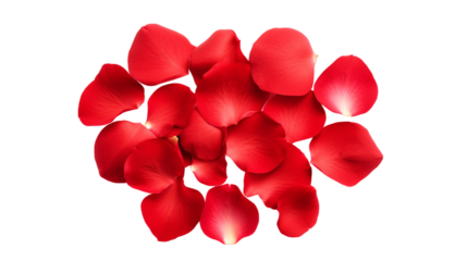red rose petals isolated on a transparent background