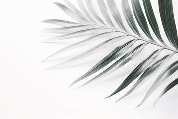 Minimalistic background palm leaf soft. Backdrop tropical plant branch. Generate Ai