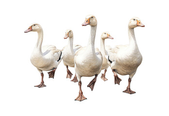 group of geese isolated