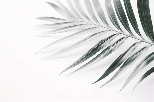 Minimalistic background palm leaf soft. Backdrop tropical plant branch. Generate Ai © nsit0108