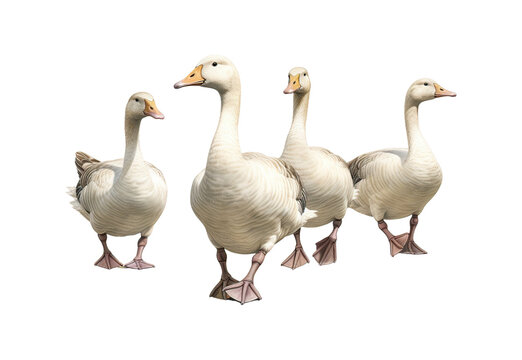 group of geese