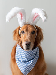 Golden Retriever wearing a scarf and bunny ears