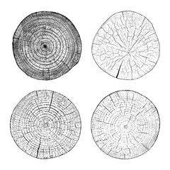 Tree wood texture on white background. Section tree rings cut slice. Round wooden design elements. Set vector illustration.