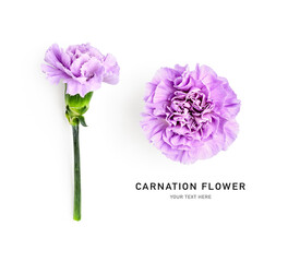 Beautiful carnation flower lilac purple violet isolated on white background.