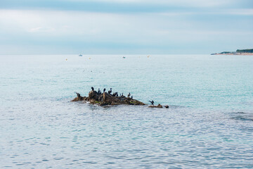 Group of Phalacrocorax aristotelis birds on a rock in the middle of Mediterranean sea in a cloudy day. European shags relaxed at Blanes beach (Gerona Province)