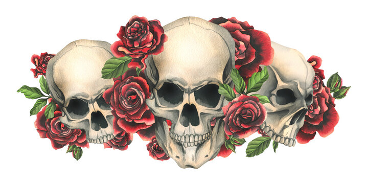 Human skulls with red roses and leaves. Hand drawn watercolor illustration. Isolated composition on a white background