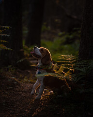 Cheerful dog with open mouth sits in light spot in the forest on sunset. Happy beagle in the woods. High quality vertical photo