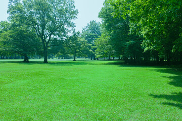 Park Lawn