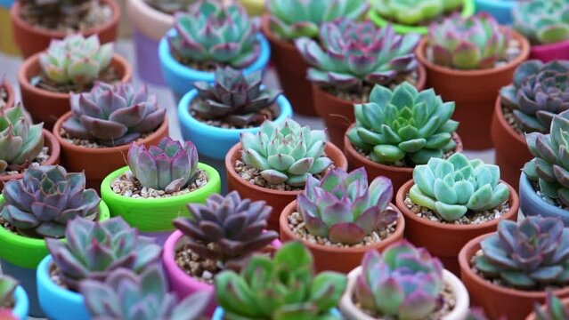 Colorful Succulents flower bed, they are grown in small pots to decorate the room