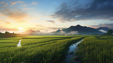 Rice fields with warm light in morning,rice field and sunset.