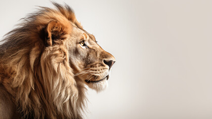 a lion's profile against a clean white background, with attention to detail in its mane and expression, suitable for creating impactful visuals