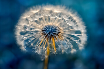 Macro di Tarassaco con Gocce d'Oro su Sfondo Blu