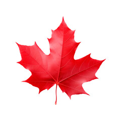 Red maple leaf isolated on transparent or white background, png