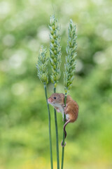One tiny harvest mouse sitting on a stem of wheat
