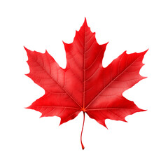Red maple leaf isolated on transparent or white background, png