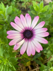 Obraz premium flor rosa