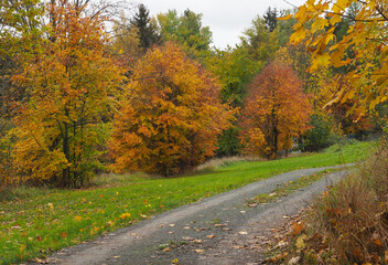 Baumleuchten im Herbst