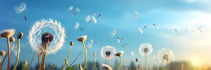 Fotobehang Meadow, blue sky and group of dandelions blowing in the wind © Degimages