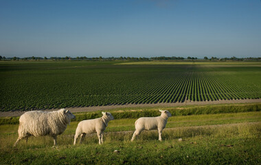 Sheep with two lambs on the dike on the Groninger Wadden coast. In the background the ridges of the...